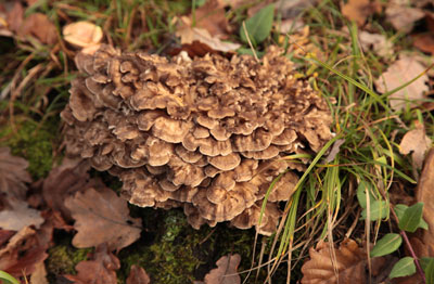 Polyporus umbellatus, Eichhase, Ästiger Büschel-Porling, Zhu Ling, Umbrella Polypore, Chinese Sclerotium