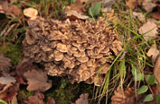 Polyporus umbellatus