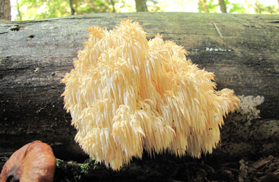 Hericium erinaceus, Igelstachelbart, Affenkopfpilz, Löwenmähne, Pom-Pom blanc, hóu tóu gu (chin.: Affenkopf)