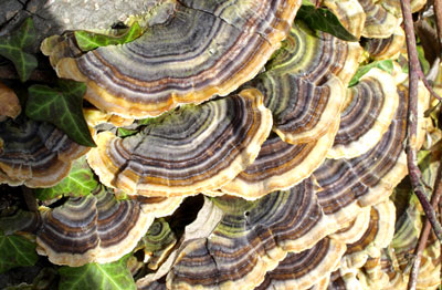 Trametes versicolor, Schmetterlingstramete, Bunte Tramete, Schmetterlingsporling, Yun Zhi, Coriolus versicolor