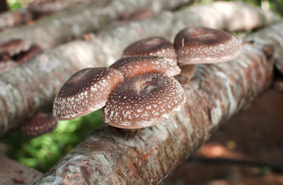 Lentinula edodes, Shii-Take, Agaricus edodes, Pasaniapilz, Shaingugu, Hua Gu, Qua Gu